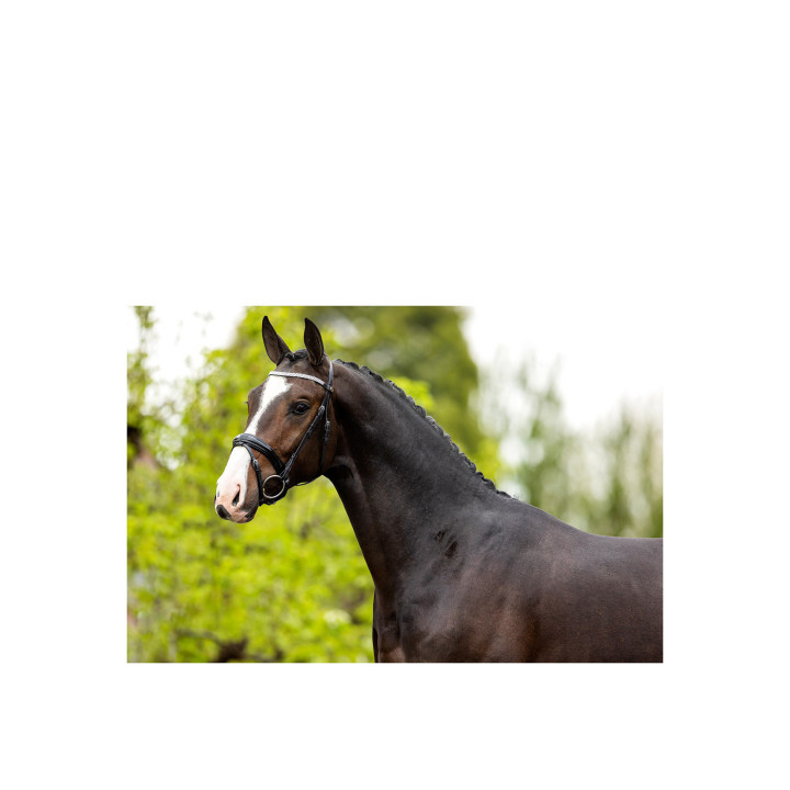 BR Bridle Windermere