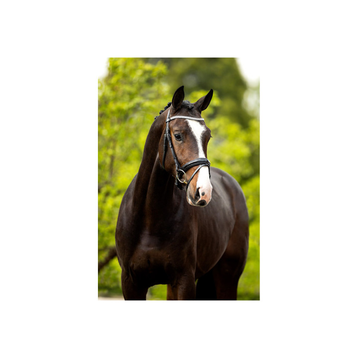 BR Bridle Windermere