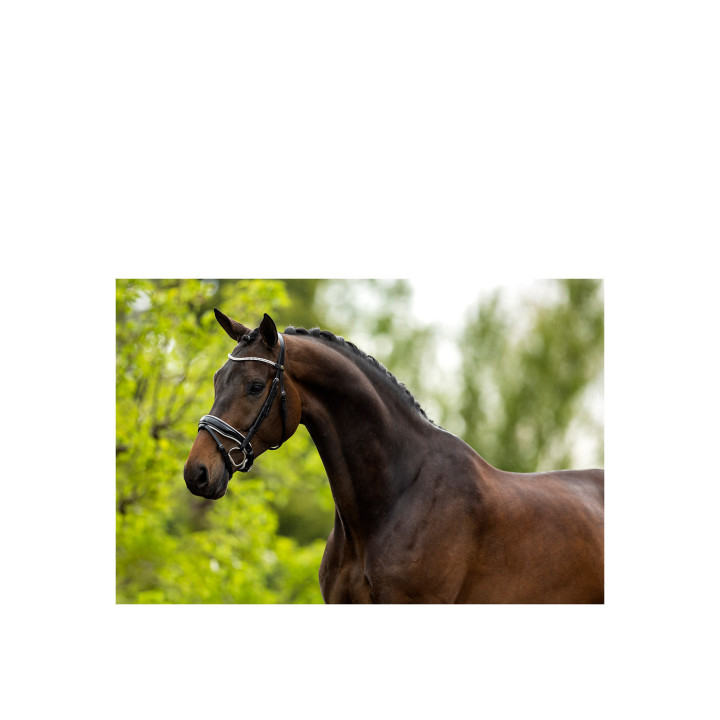 BR Bridle Plymouth II