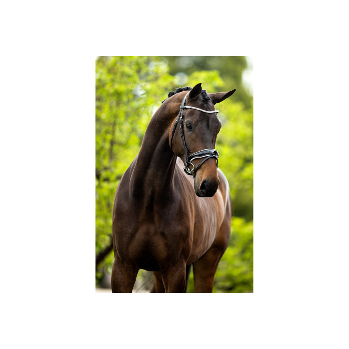 BR Bridle Plymouth II