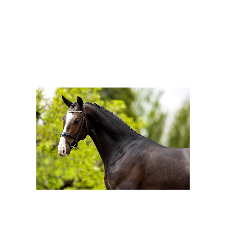 BR Bridle Plymouth II