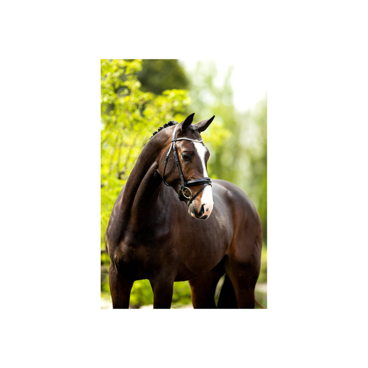 BR Bridle Plymouth II