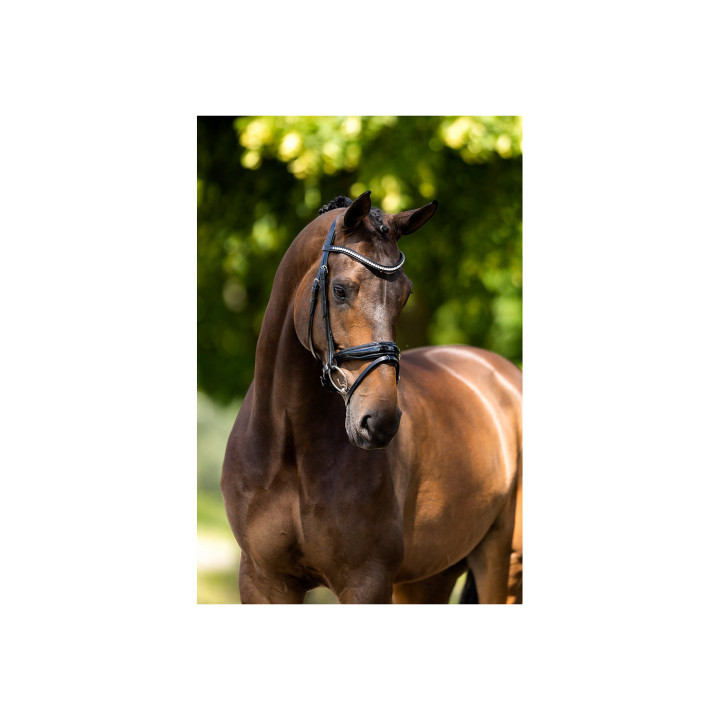 BR Ogłowie Ipswitch