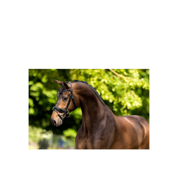 BR Ogłowie Kingston