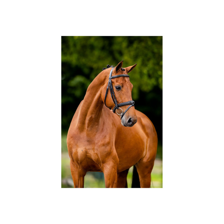 BR Bridle Cheltenham