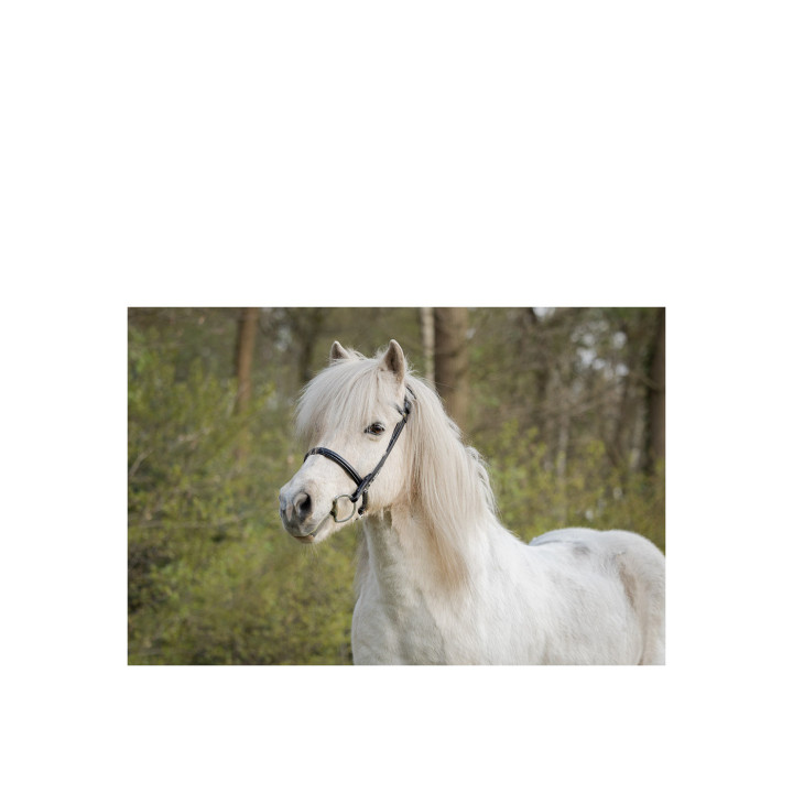 BR Icelandic Bridle Bourne