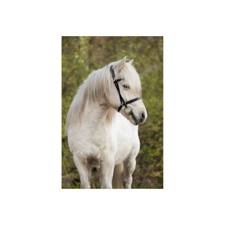 BR Icelandic Bridle Bourne