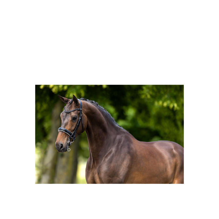 BR Ogłowie munsztukowe Wendover