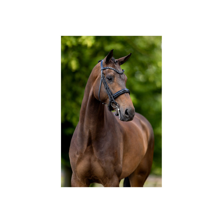 BR Ogłowie munsztukowe Wendover