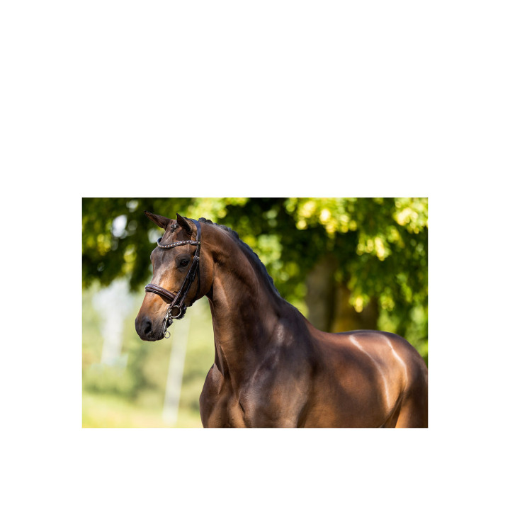 BR Weymouth Bridle Wendover