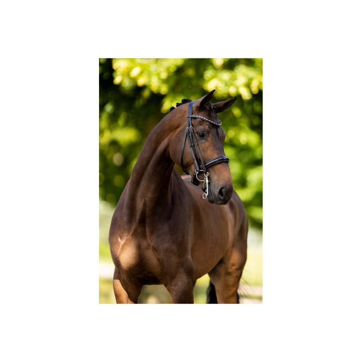 BR Ogłowie munsztukowe Wendover