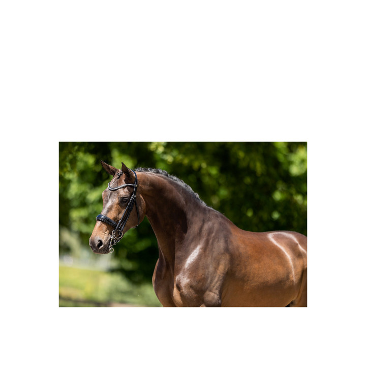 BR Weymouth Bridle Keswick