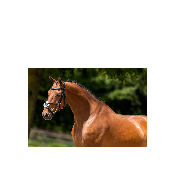 BR Grackle Bridle Grantham