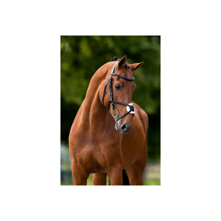 BR Grackle Bridle Grantham