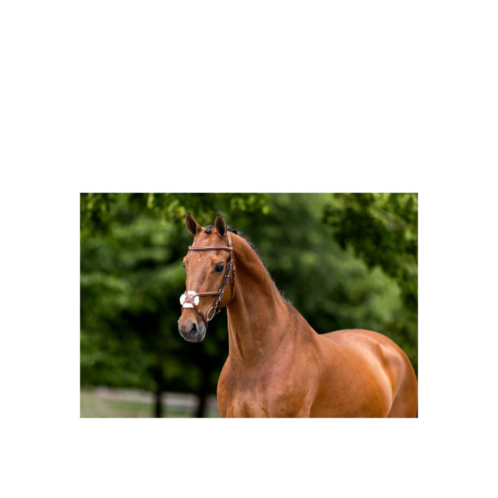 BR Grackle Bridle Grantham