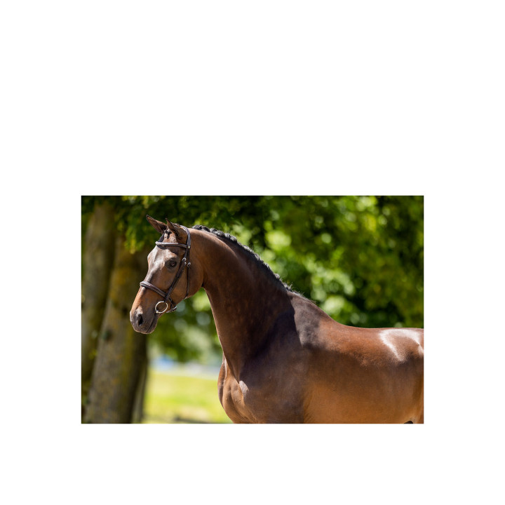 BR Hunter Bridle Oxford