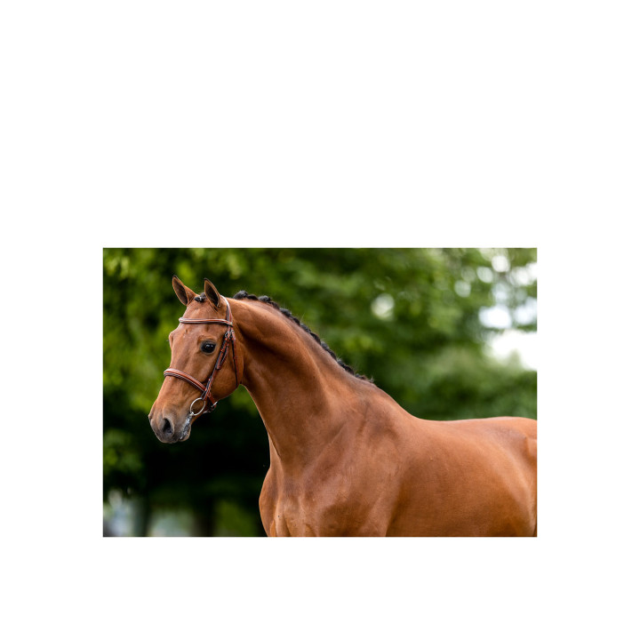 BR Hunter Bridle Oxford