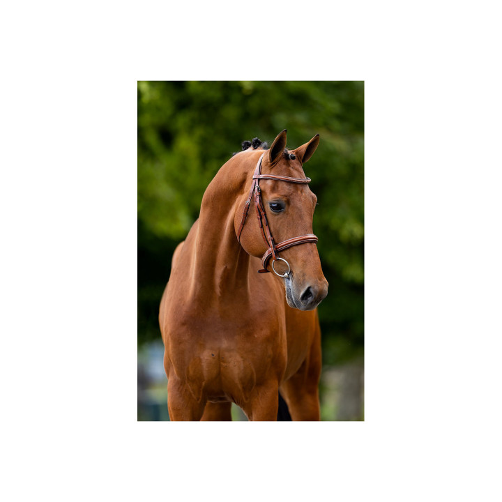 BR Hunter Bridle Oxford