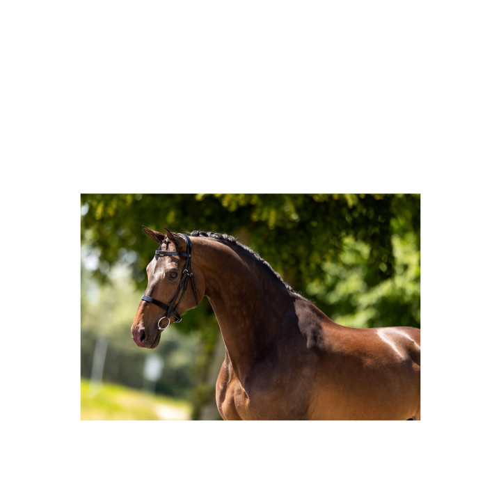 BR Ogłowie Hunter Kempston