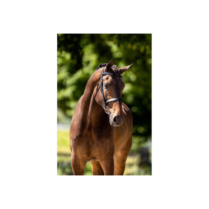 BR Hunter Bridle Kempston