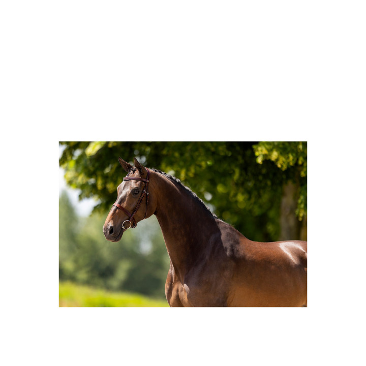 BR Hunter Bridle Kempston