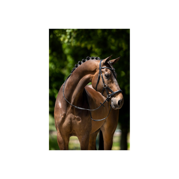 BR Bridle Lewes Side & Pull