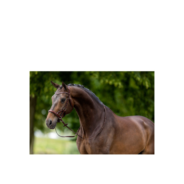 BR Bridle Lewes Side & Pull