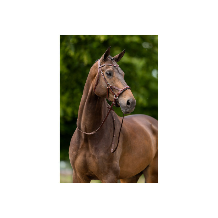 BR Bridle Lewes Side & Pull