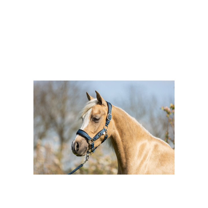 BR Mini Horse kantar z uwiązem