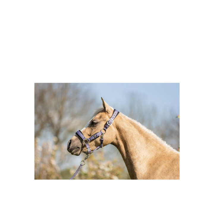 BR Mini Horse kantar z uwiązem