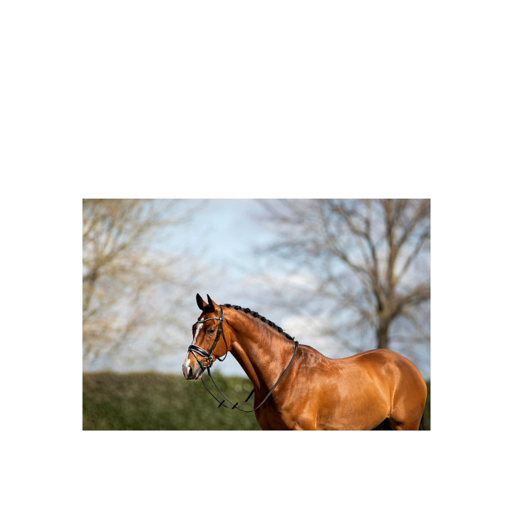 ANKY® Bridle Shaped ATH15012