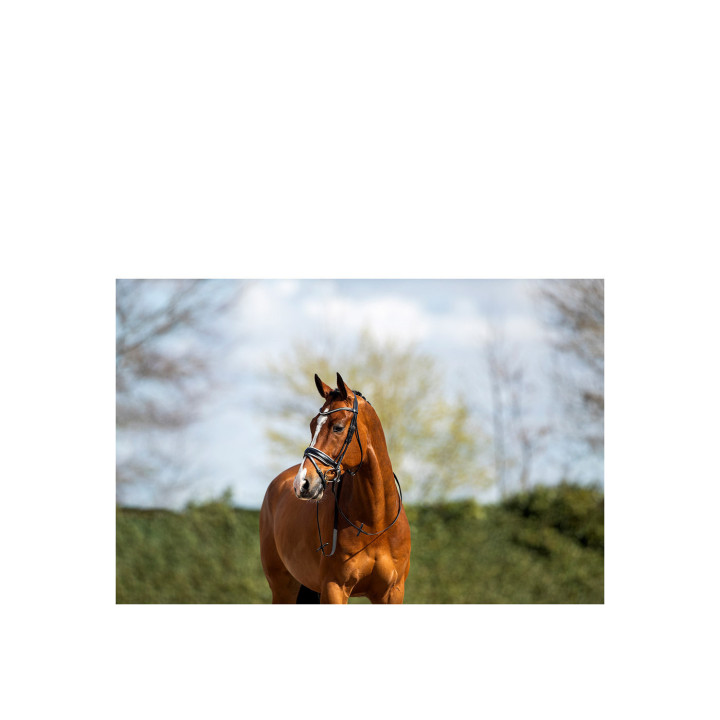 ANKY® Bridle Shaped ATH15012