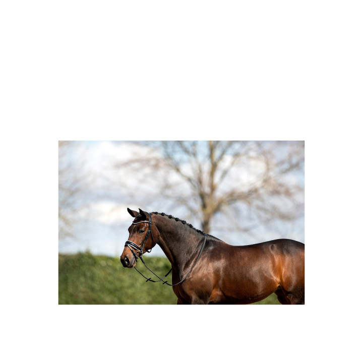 ANKY® Bridle ATH16003