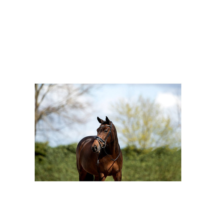 ANKY® Bridle ATH16003