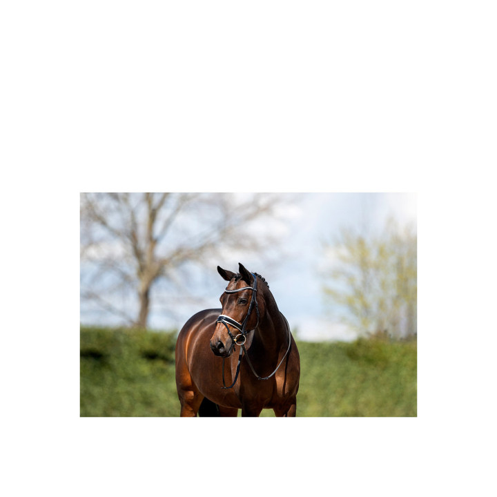 ANKY® Bridle ATH20005