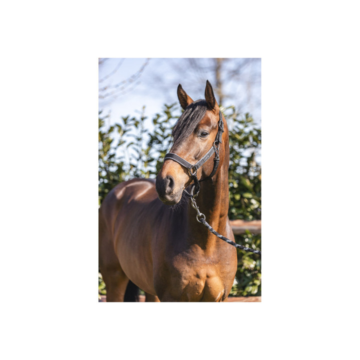 ANKY® Grooming Halter ATH22001