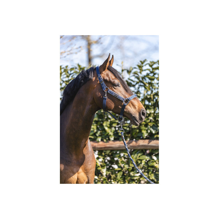 ANKY® Grooming Halter ATH22001