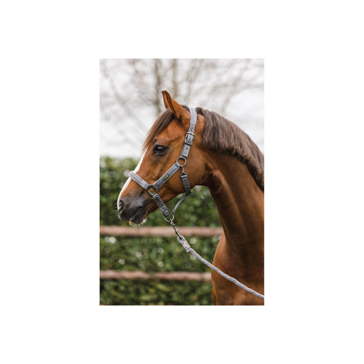 ANKY® halter and Lead stones ATH23001