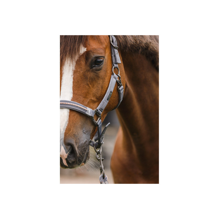 ANKY® halter and Lead stones ATH23001