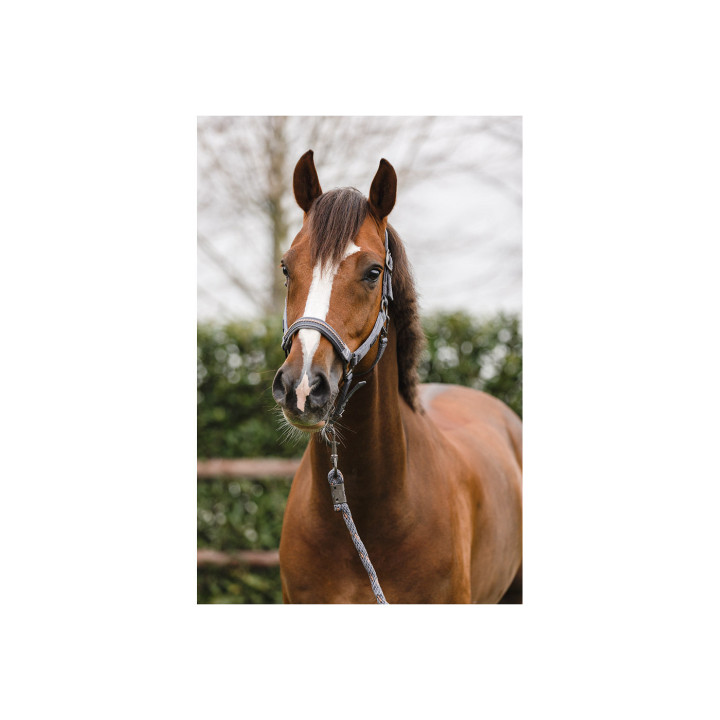 ANKY® kantar i uwiąz Stones ATH23001