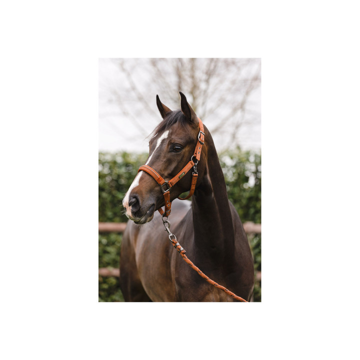 ANKY® halter and Lead stones ATH23001