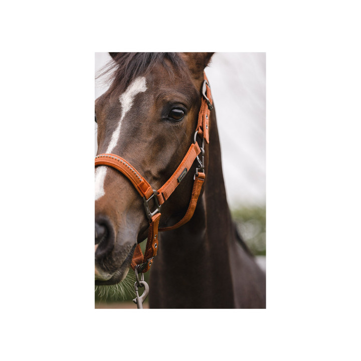 ANKY® halter and Lead stones ATH23001