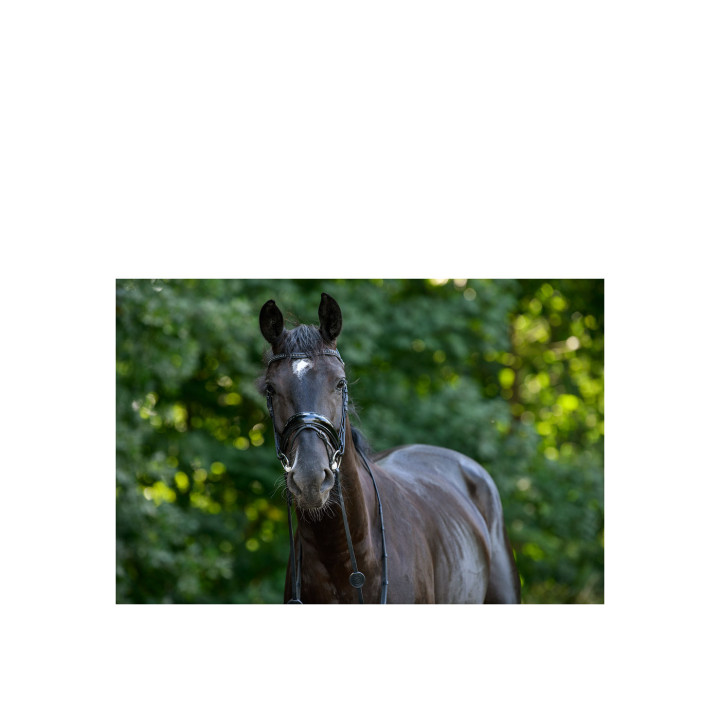 Trust Rotterdam Large ogłowie z paskiem crank