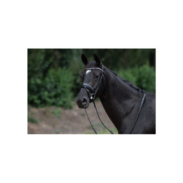Vancouver combined noseband bridle