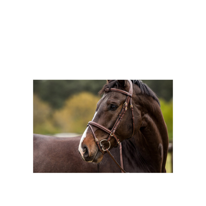 Knokke Comb. nb bridle Classic