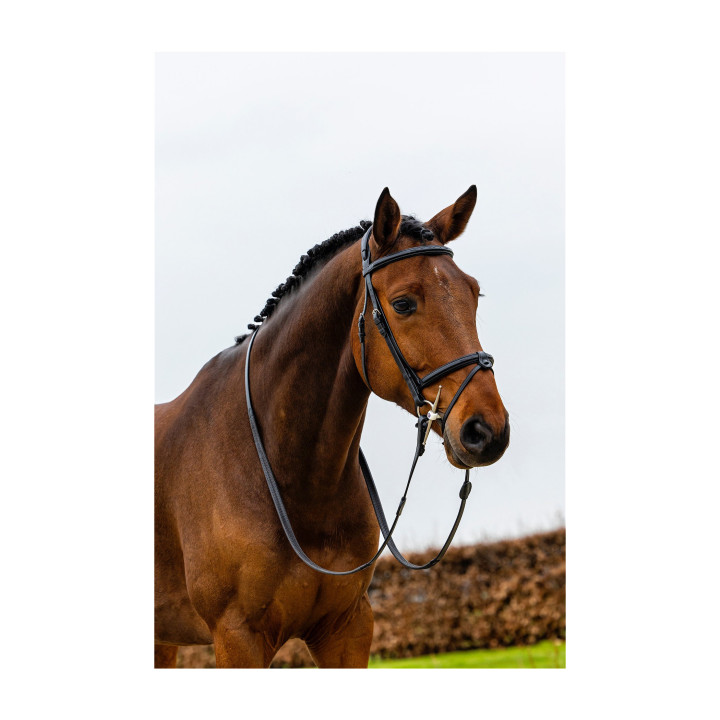 Geneva Comb.noseband bridle