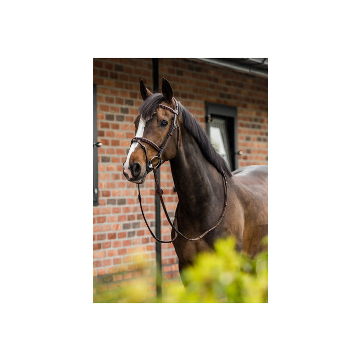 Geneva Comb.noseband bridle