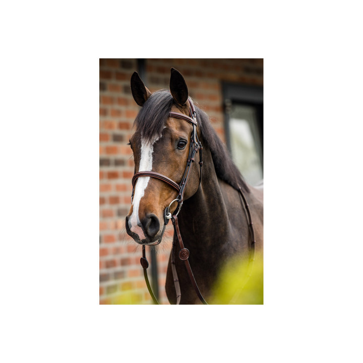 Geneva Comb.noseband bridle