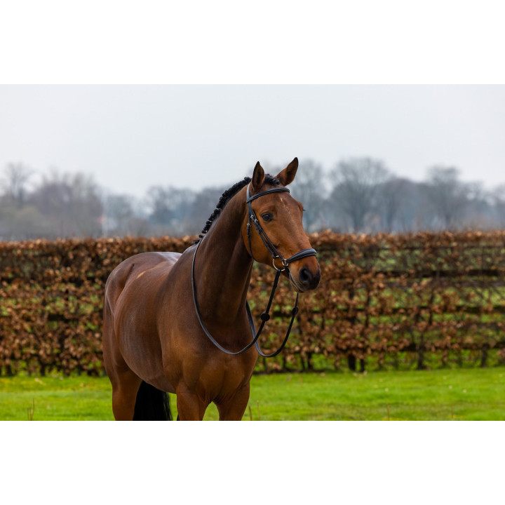 Rome Drop noseband bridle