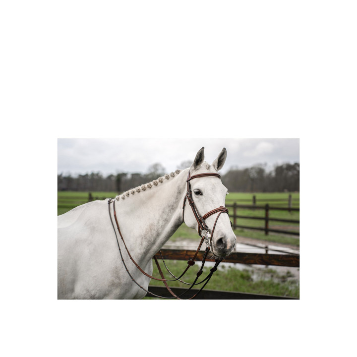 TRUST Bridle Abu Dhabi